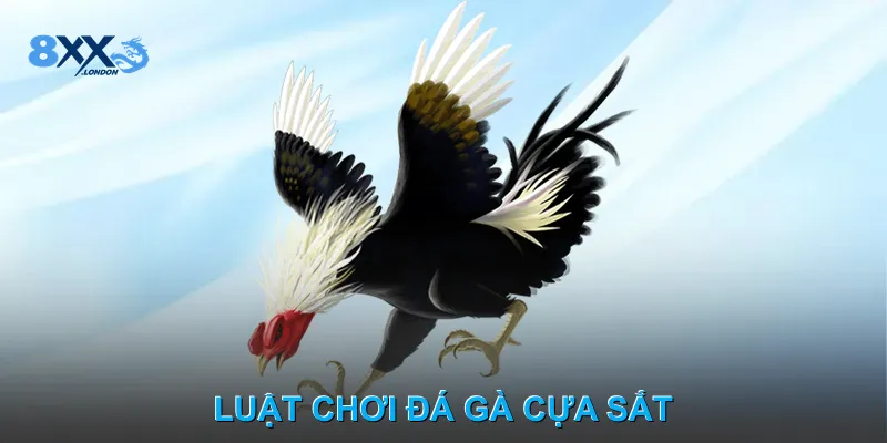 Luật chơi Đá gà cựa sắt